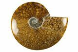 Polished Cretaceous Ammonite (Cleoniceras) Fossil - Madagascar #303933-1